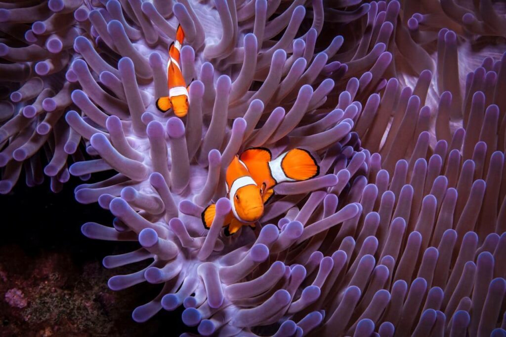Ecotourism examples Palau