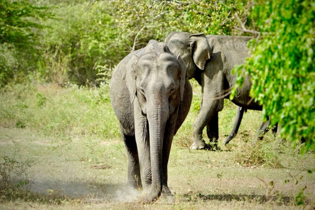 Examples of ecotourism