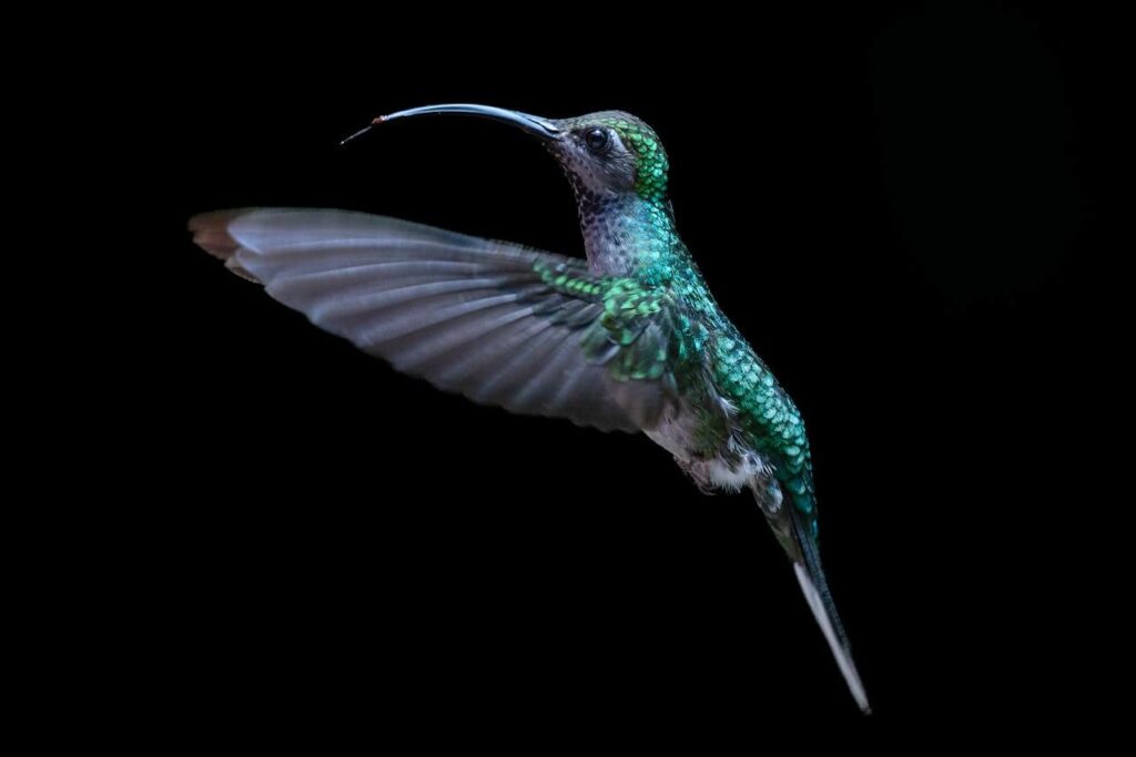 Green Tourism in Costa Rica Example