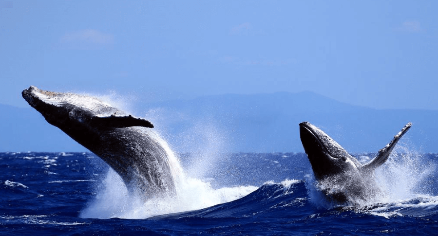The Best Time To Visit Great Barrier Reef