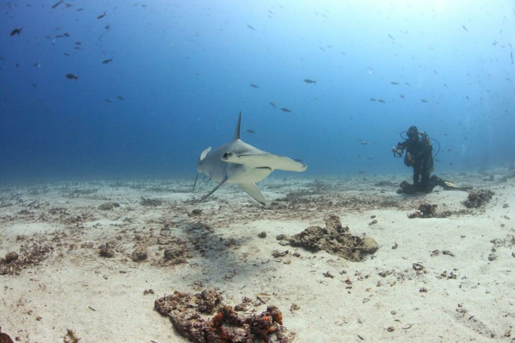 what is an example of ecotourism