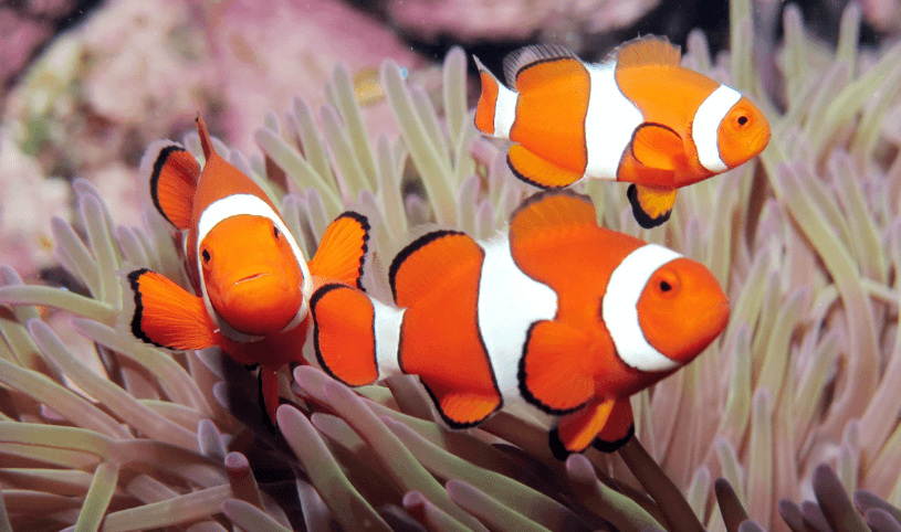 what is the best month to go to the Great Barrier Reef