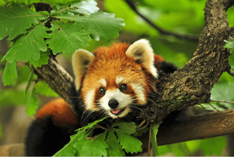 Wildlife in Nepal